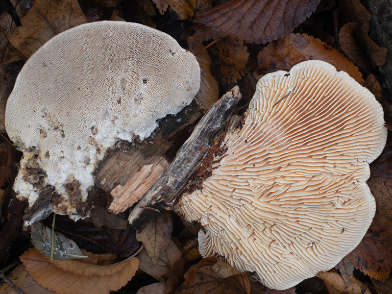 Cellulariella warnieri